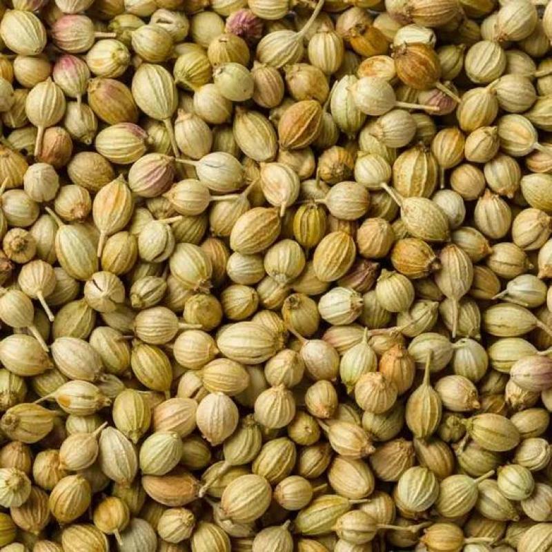 Whole Coriander Seeds - 5 Kg